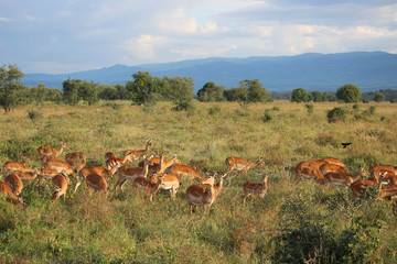 Impalas