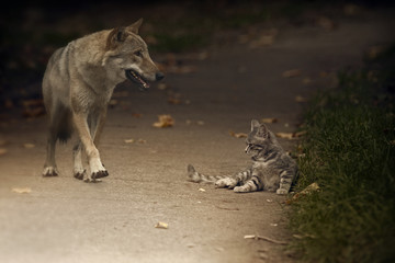 Bonjour déception!/ Une fois la chute du loup a couru devant le petit chaton gris couché paresseusement.