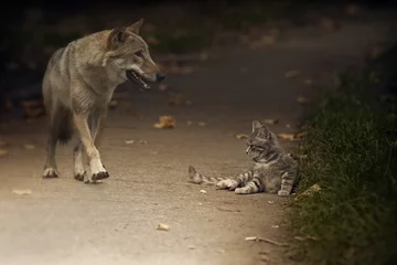 Photo sur Plexiglas Loup Bonjour déception!/ Une fois la chute du loup a couru devant le petit chaton gris couché paresseusement.