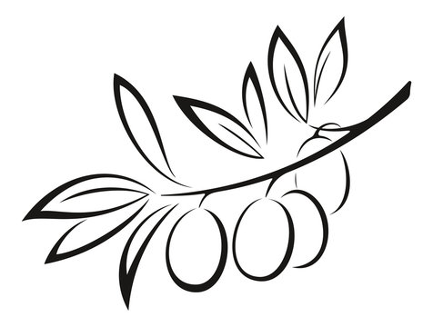 Olive Branch with Berries Black Icon
