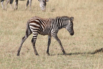 Fototapeta na wymiar zebra piccola