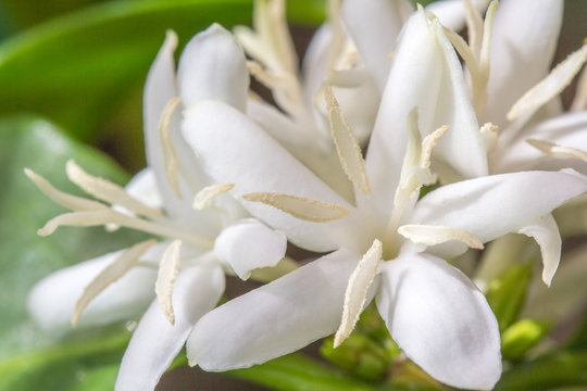 fleurs de caf&eacute;ier