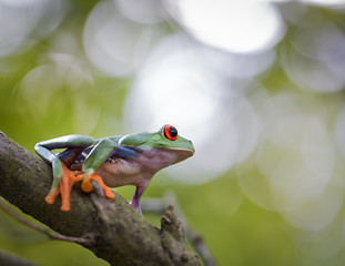 red eyed tree frog Costa Rica