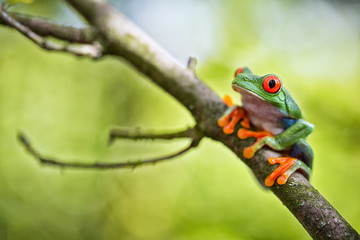 red eyed tree frog Costa Rica