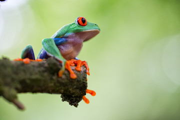 red eyed tree frog Costa Rica