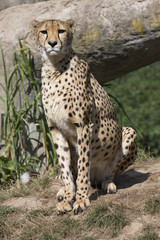 Naklejka na ściany i meble Cheetah, Acinonyx jubatus, watching nearby