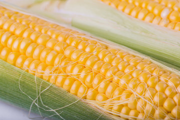 Two cob of corn  isolated on white background © aneta_gu