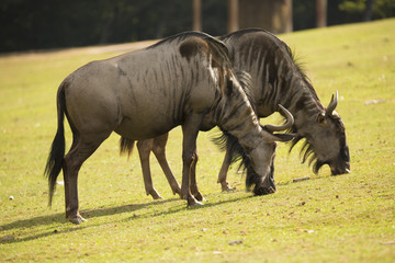 Fototapeta premium grazing Wildebeest, Connochaetes taurinus