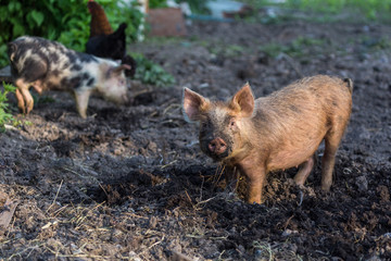 Fototapeta premium Pink dirty piglet digs fresh soil. Authentic farm series.