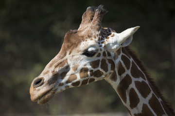 Portrait Reticulated Giraffe, Giraffa camelopardalis reticulata