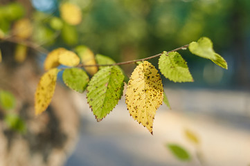 Yellow and green leaves of brich branch.