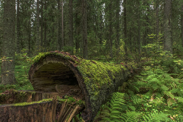 Old moss covered spruce tree lying in the forest