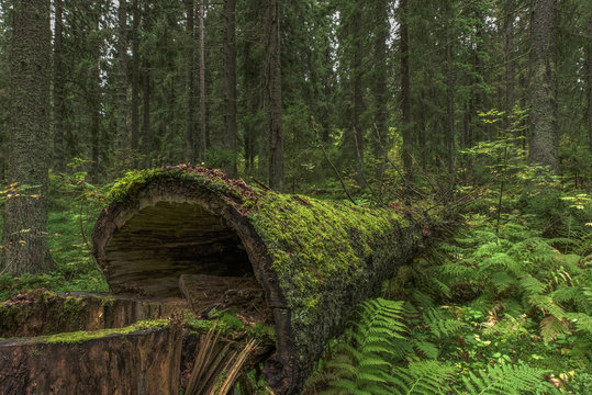 Old moss covered spruce tree lying in the forest - Powered by Adobe