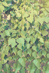 Birch green leaves close-up