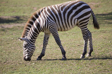 Fototapeta na wymiar grazing plains zebra, Equus quagga