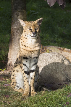 Serval sitting, Leptailurus serval