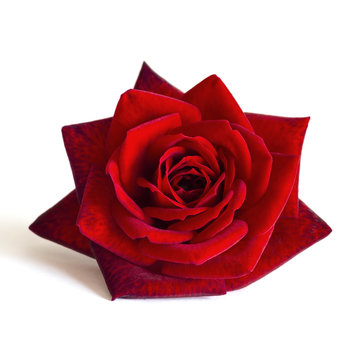 red rose flower on a white background