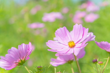 コスモス畑
