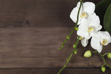 Obraz premium Lilac orchid