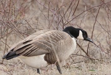 goose & briars