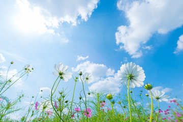 白いコスモスと快晴の青空