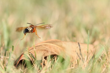 soft cicada killer