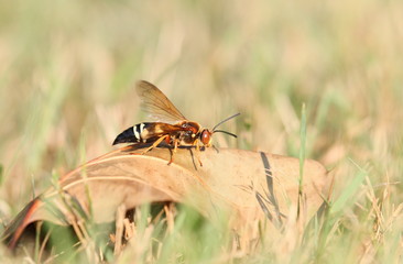 cicada killer on leaf