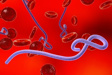 Illustration of Ebola virus in blood with red blood cells, model of virus, realistic illustration of microbes, microorganisms, viruses, microscopic view, hemorrhagic fever virus