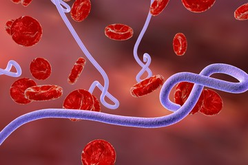 Illustration of Ebola virus in blood with red blood cells, model of virus, realistic illustration of microbes, microorganisms, viruses, microscopic view, hemorrhagic fever virus