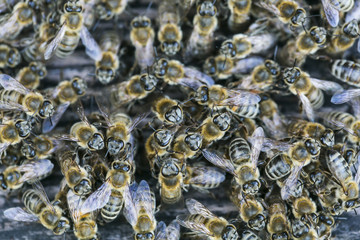 Bees