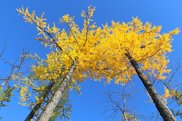 Larches in the fall