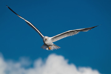 Hunting seagull with large wingspread flies in the blue sky