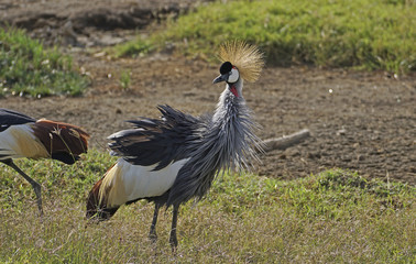 Fototapeta premium A crested crane was a bit flustered by our passing in Nakuru National Park in Kenya. 