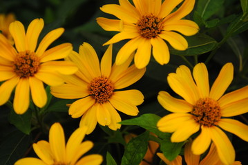 Fototapeta premium Blumenpracht