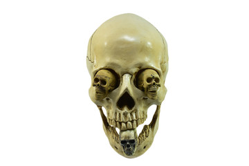 Human skull on isolated white background