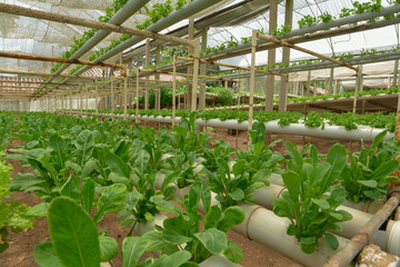 Hydroponic Farm Greenhouse