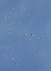 soaring snow geese