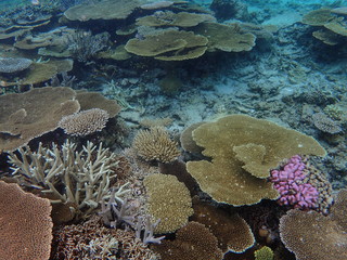 Naklejka na ściany i meble Table corals, Okinawa, Japan