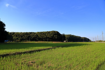 Obraz premium 稲を刈り取った後の田んぼ（千葉県印西市）