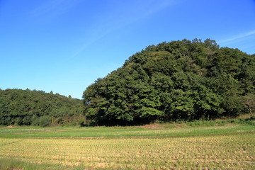 稲を刈り取った後の田んぼ（千葉県印西市）