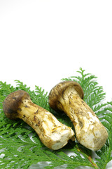 秋の味覚　松茸