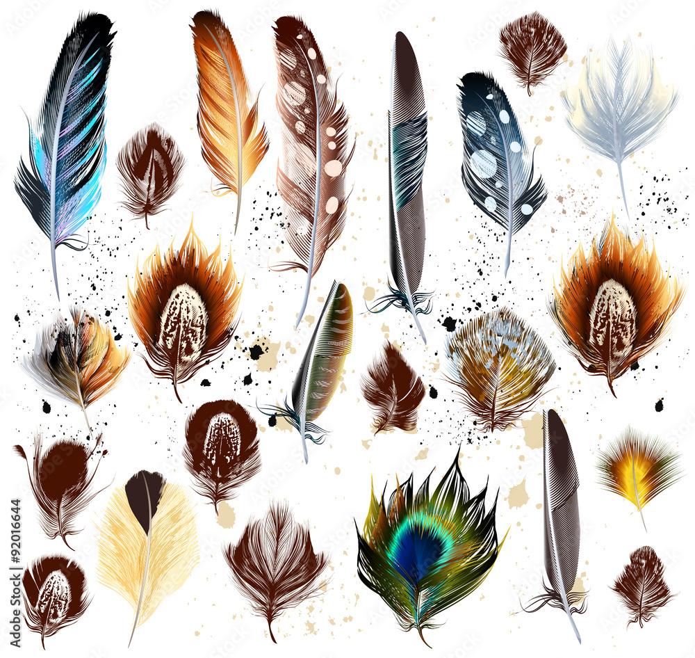 Poster big set of detailed bird feathers in realistic and engraved styl