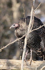 turkey & branches