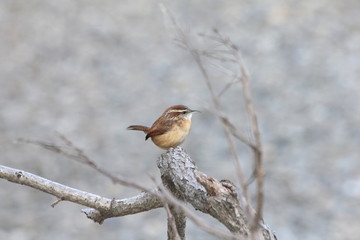 perky wren