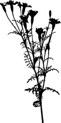 Silhouette of  signet marigold