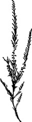 Silhouette of Common heather (Calluna vulgaris)