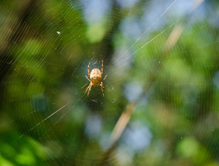 Паук на паутине в лучах солнца