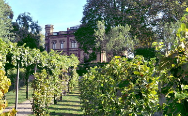 Freiburg - Reben am Colombischlössle
