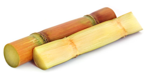 Fototapeta na wymiar Piece of sugarcane