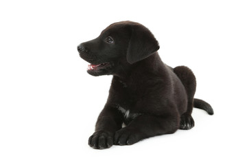 Beautiful black labrador puppy isolated on a white